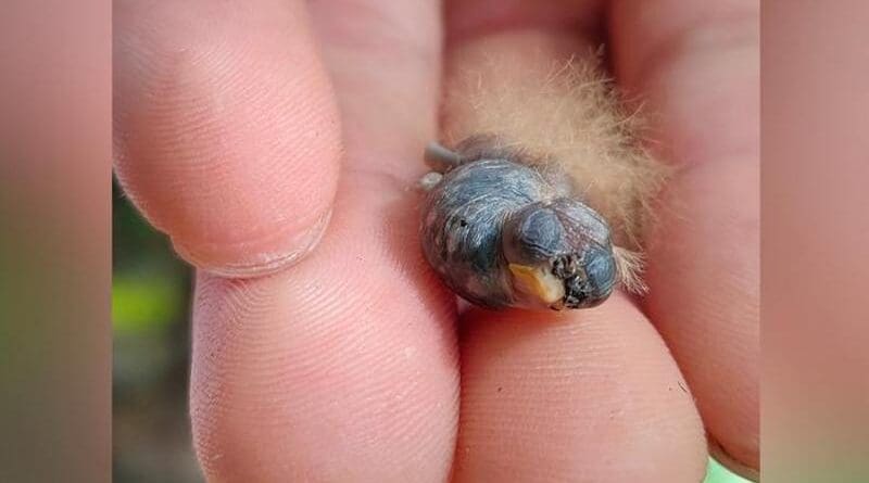 Newly hatched White-necked Jacobin chick. Notice its dorsal fluffy down feathers. Credit: Michael Castaño-Díaz