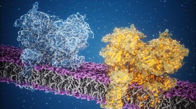 Illustration of an AMPA receptor and glutamate. CREDIT: Edward Twomey, Johns Hopkins Medicine
