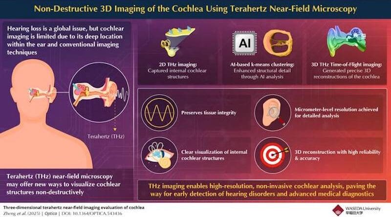 Terahertz imaging enables non-invasive, high-resolution visualization of cochlear structures, advancing early detection of hearing disorders. CREDIT: Dr. Kazunori Serita from Waseda University
