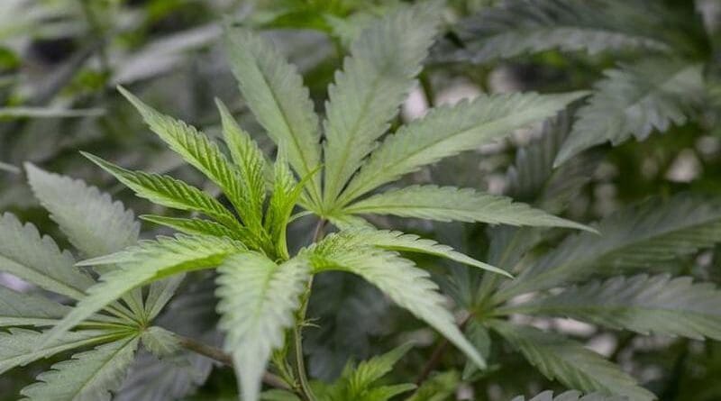Cannabis terpenes may offer a new avenue for treating post-surgical and fibromyalgia pain, according to a new paper published in Pharmacology Reports. Credit: Photo by Kris Hanning, U of A Health Sciences Office of Communications