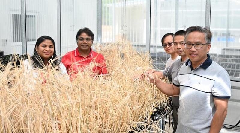 Contributing authors from Murdoch University's Western Crop Genetics Alliance and Murdoch University's Centre for Crop and Food Innovation inspect barley. Credit: Centre for Crop and Food Innovation, Murdoch University