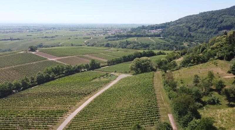 Wine-growing landscape in the southern Palatinate with meadows and chestnut forests at the Haardtrand of the Palatinate Forest. Credit: Carsten Brühl