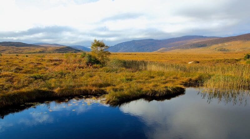 Peatlands. Photo Credit: Brian Kelly, Unsplash