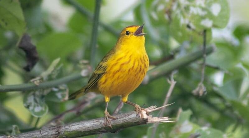 Galapagos Yellow Warbler - photo by Alper Yelimlies