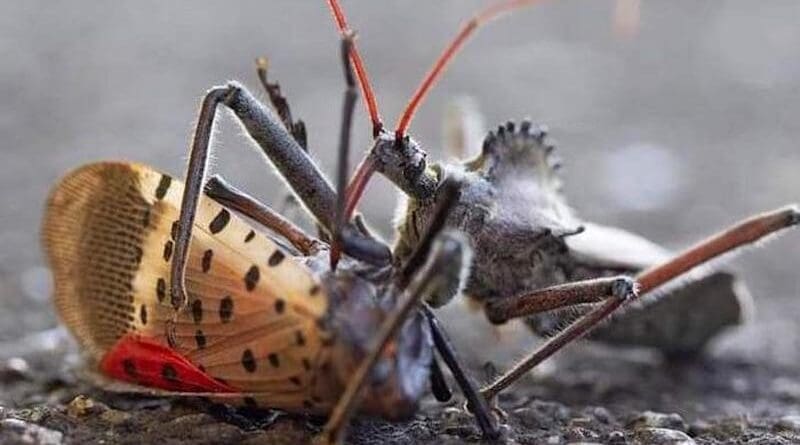A study conducted by Penn State entomologists evaluated the effectiveness of various insects in potentially controlling spotted lanternfly populations. CREDIT: Penn State