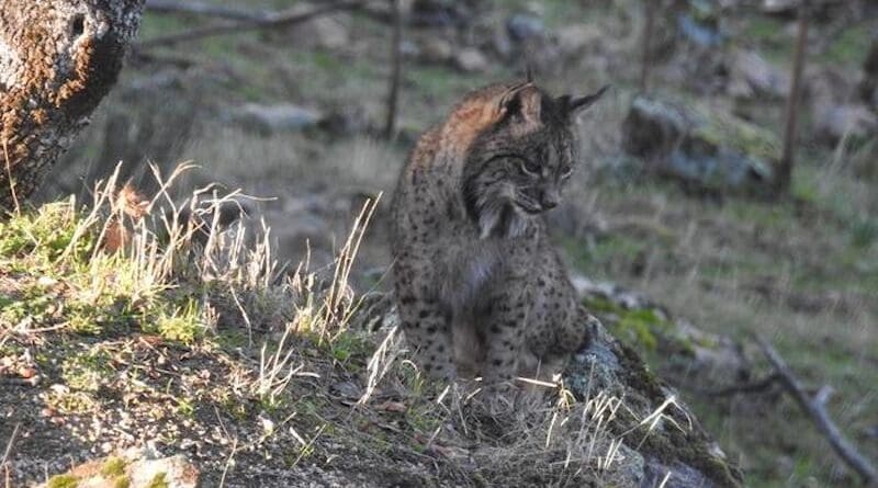 Conservation efforts are bringing species back from the brink, even as overall biodiversity falls. The Iberian lynx, once the world’s most endangered cat, has rebounded from just a few hundred individuals to a few thousand. CREDIT: Tris Allinson