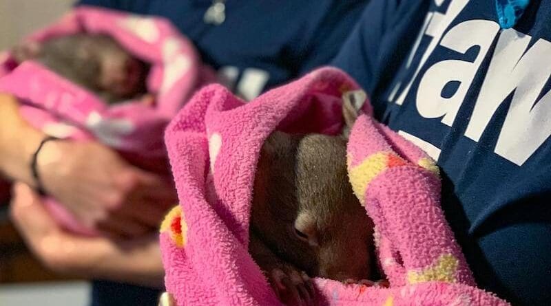 Carrying baby wombats in blankets. Photo Credit: International Fund for Animal Welfare, Pexels