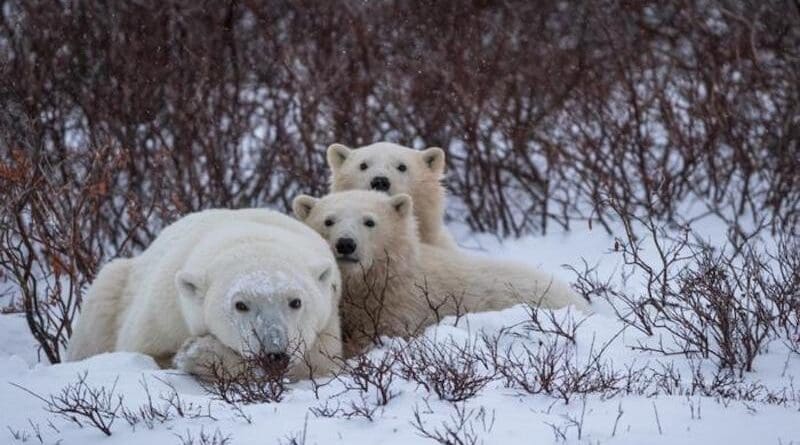 Polar bear dens are notoriously difficult to study, but researchers have created three statistical models to help. Credit: Dmytro Cherkasov, Polar Bears International.