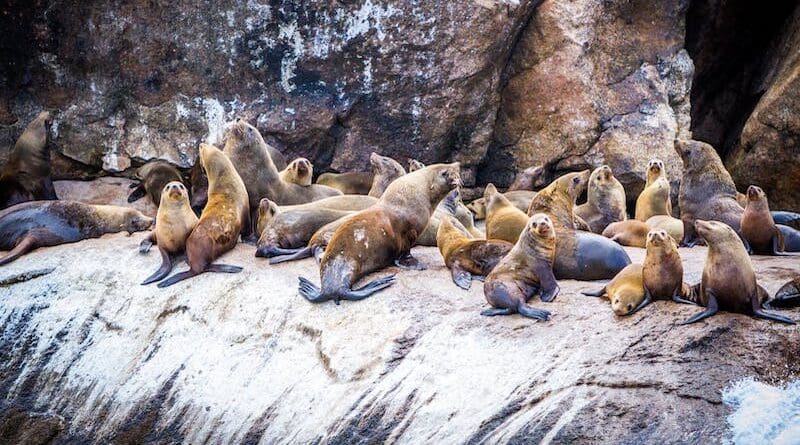 file photo sea lions