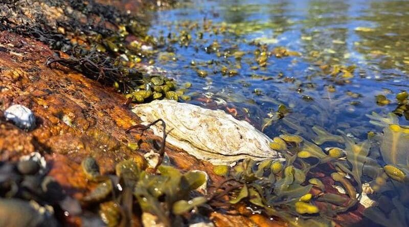 The Pacific oyster has established itself in Bohuslän at record speed, and now it has been sighted as far down as the Sound. The question is whether the oysters will continue their journey into the Baltic Sea. CREDIT: Youk Greeve