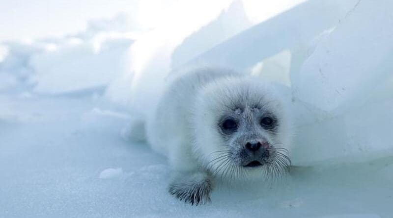 A white, fluffy Caspian seal pup looks at the camera while sitting on some ice. CREDIT ©Sarah DelBen, Central Asian Institute of Ecological Research (CAIER), Almaty, Kazakhstan