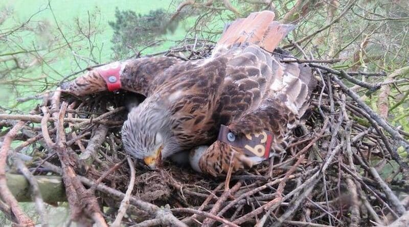 A Red Kite dead on top of her three eggs in the nest. Her mate was found in distress on the ground and died shortly after. Both birds were confirmed poisoned with carbofuran. CREDIT: Alan Ferguson.
