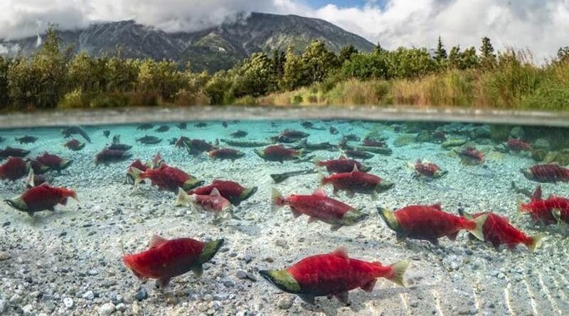 Wild sockeye salmon in Bristol Bay, Alaska. Bristol Bay is one of the North Pacific river systems central to Wild Salmon Center's stronghold strategy for salmon conservation. CREDIT: Jason Ching