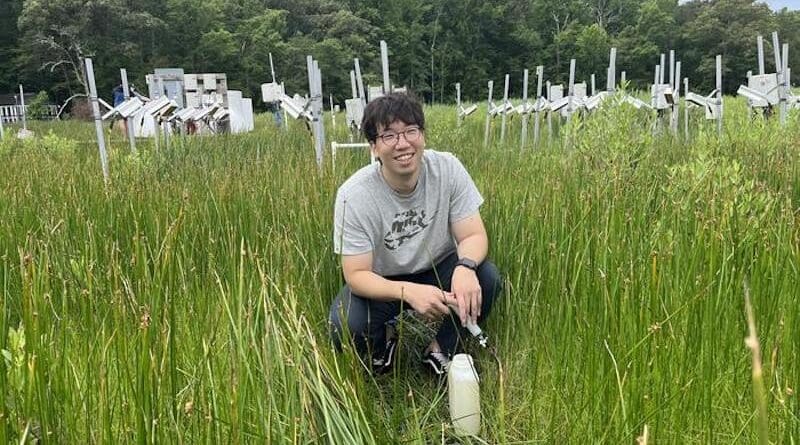 Jaehyun Lee collects a porewater sample in the SMARTX experiment, at the Smithsonian Environmental Research Center in Maryland. CREDIT: Smithsonian Environmental Research Center