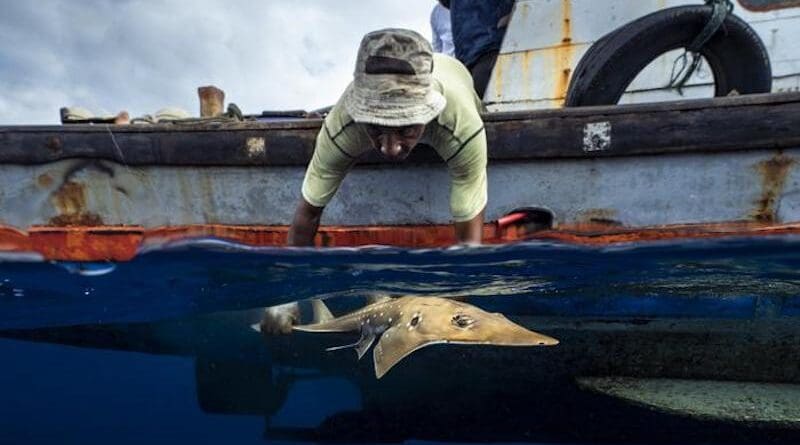 A fisher in KUL’s program carefully releases a Critically Endangered wedgefish. © Francesca Page