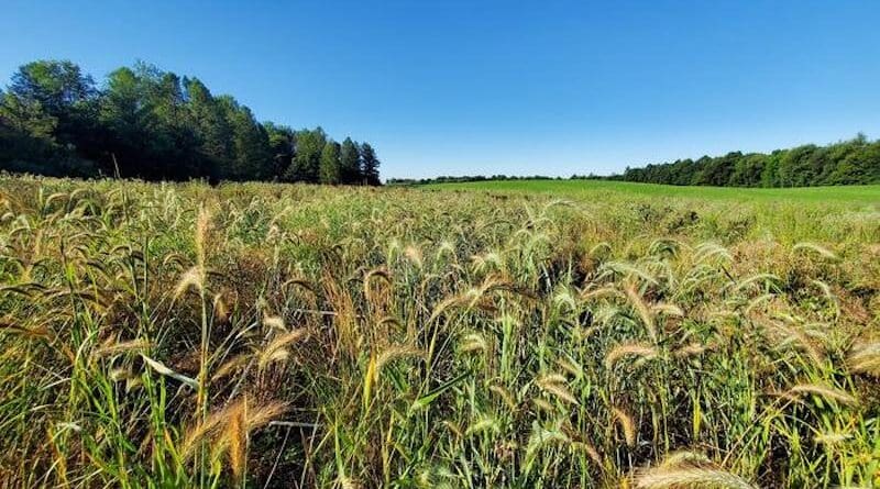 Some plots became dominated by a small number of species, reducing biodiversity. Regional processes can help experts better understand how species populate an environment. CREDIT: Chris Catano