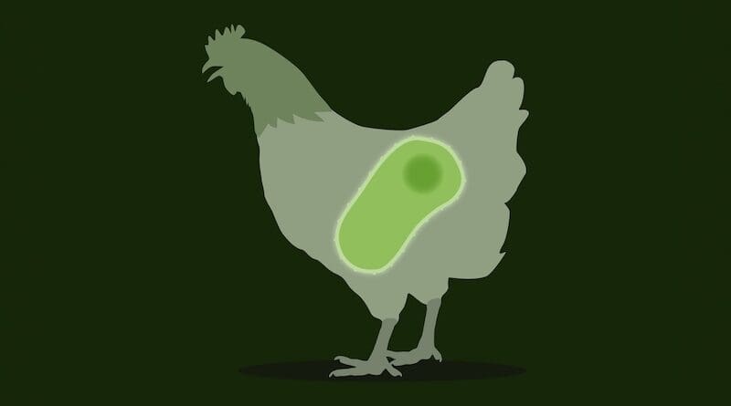 Foodborne pathogen in Bangladesh retail poultry: Researchers analyzed meat, worker hand swabs, and processing tools to track E. albertii contamination. Credit: Osaka Metropolitan University