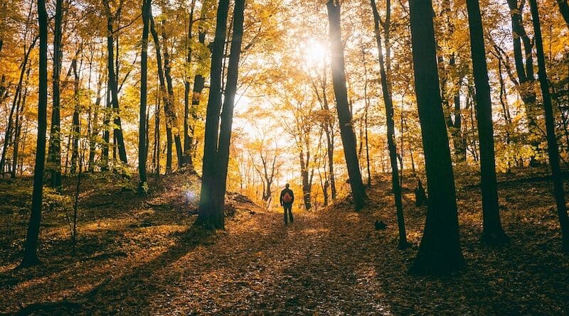 man nature climate meditation morning forest
