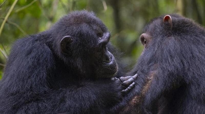 Social grooming between two chimpanzees in the Budongo Forest. Photograph by Dr Elodie Freymann.