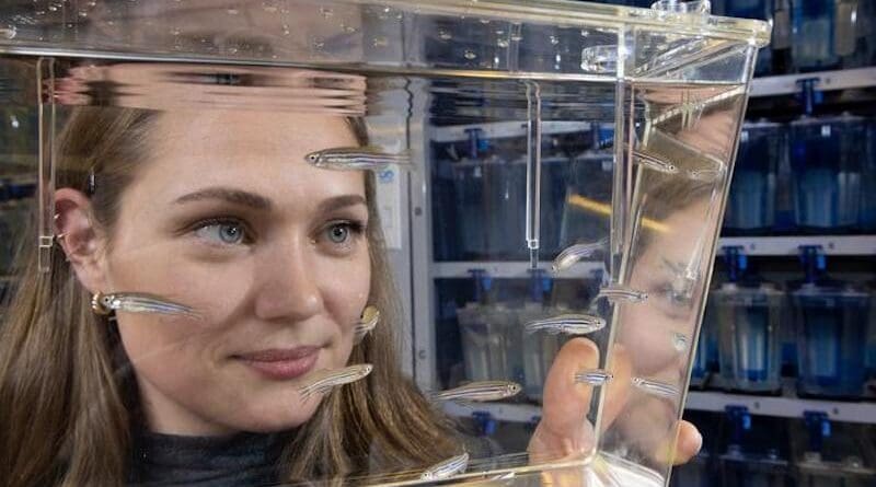 In a long term experiment designed to mimic evolution over seven generations, researchers specially selected a group of zebrafish to tolerate warmer water temperatures. Anna Andreassen, who did her PhD research at the Norwegian University of Science and Technology (NTNU) on this project, is shown holding some of the participants from the experiment. Photo: Thor Nielsen / NTNU CREDIT Photo: Thor Nielsen / NTNU