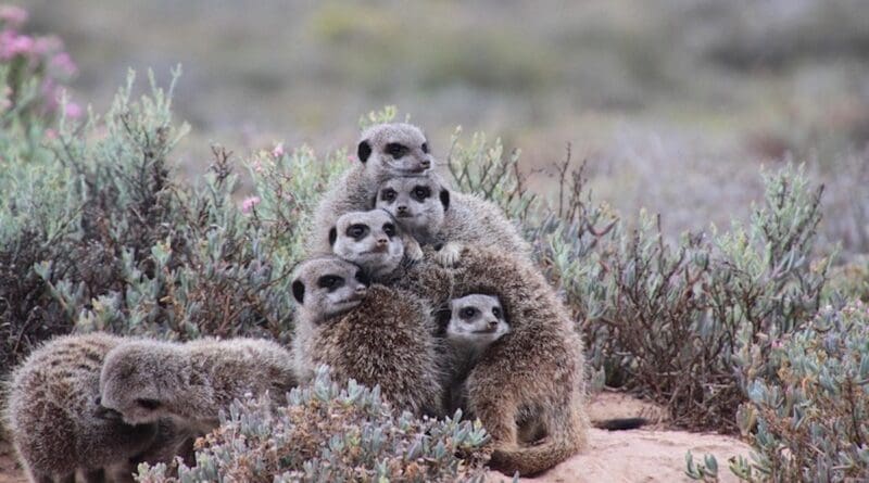 meerkats