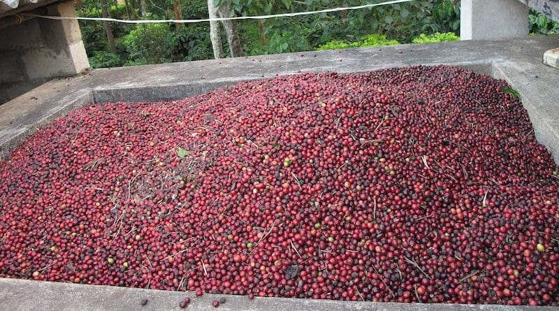 Coffee beans in Karnataka, India. Photo Credit: Abdulla Al Muhairi, Wikipedia Commons