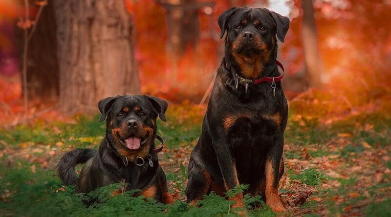 Rottweilers dogs