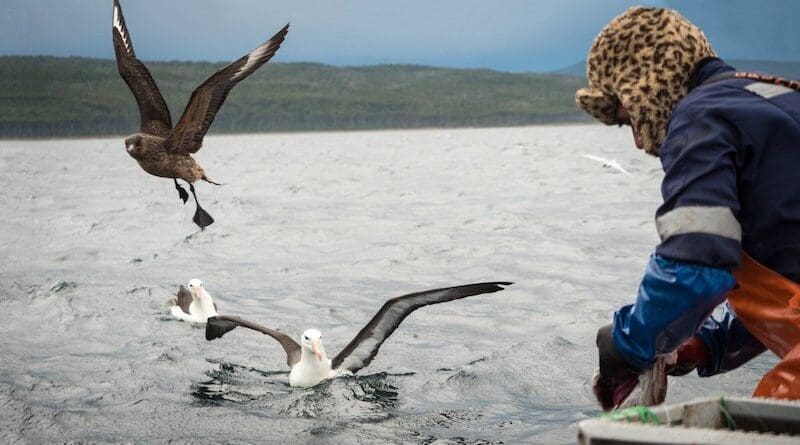 Artisanal fisherman Luis Levil cleaning a southern hake (Strait of Magellan, Patagonia, Chile). After completing the fishing operations, fish offal is discarded and consumed by various seabird species. Photo Credit: Katrina Pyne ICTA-UAB