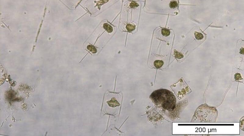 Gradual warming causes significant shifts in the species spectrum of North Sea Plankton. When heatwaves are added, however, these alterations are amplified CREDIT: Bank Beszteri