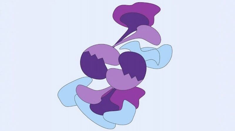 The ‘heart’ of the Fanconi anemia core complex, composed of FANCB-FANCL-FAAP100 (now FANCX) proteins, allows the rest of the core complex to assemble, and is necessary for downstream DNA repair. CREDIT: Laboratory of Genome Maintenance at The Rockefeller University