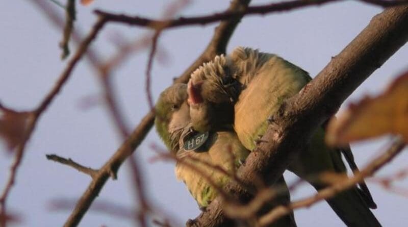 Two monk parakeets preening in Barcelona, Spain CREDIT: Simeon Q. Smeele