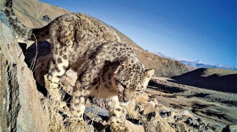 Camera trapping image during the study. CREDIT: Department of Wildlife Protection, UT Ladakh,