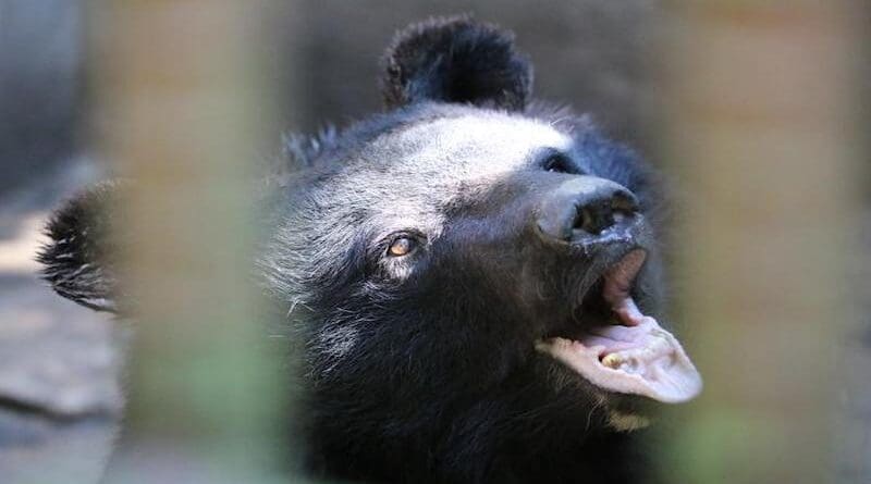 Bear bile farms exist in several different countries in Asia. The practice has been criticised for its impact on wild animal populations and the health and welfare of captive animals. Image taken on a bear farm in South Korea. CREDIT: Image by Dr. Joshua Elves-Powell