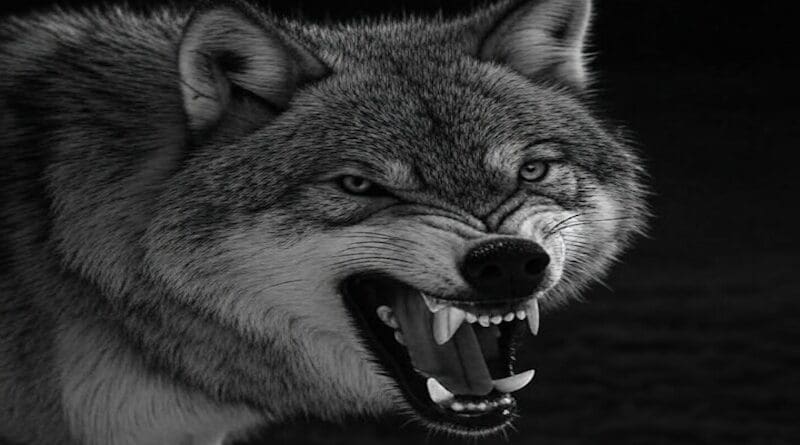 file photo wolf snarl bite mean