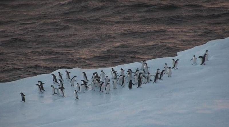 In search of krill, fishing vessels in the Southern Ocean encounter penguins during their main breeding season in the immediate vicinity of their breeding colonies. CREDIT: Alfred-Wegener-Institut / Dominik Bahlburg