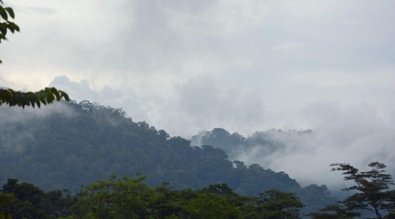 Leuser rainforest indonesia