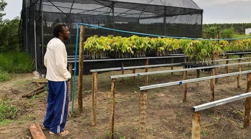 Andre Luiz, a member of Ribeirão, a quilombola community, looking at the community's reforestation nursery in Bahia, Brazil. (Credit: Rayna Benzeev)