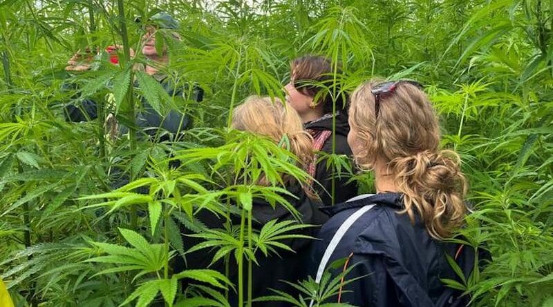 Researchers in a field of hemp. CREDIT: Justus Wesseler