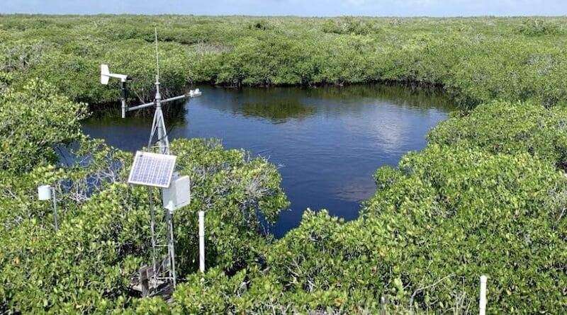 YSE scientists use data from field towers that monitor mangrove-dominated sites in Everglades National Park to assess the impacts of hurricanes on carbon exchange. The site is managed by Florida International University within the Florida Coastal Everglades Long Term Ecological Research program. CREDIT: Yale School of the Environment