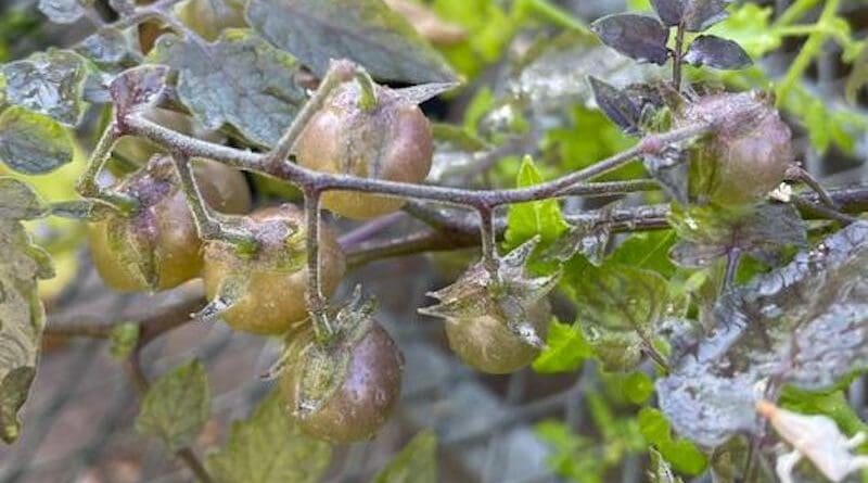 De-evolved tomato species from the Galápagos. CREDIT: Adam Jozwiak/UCR