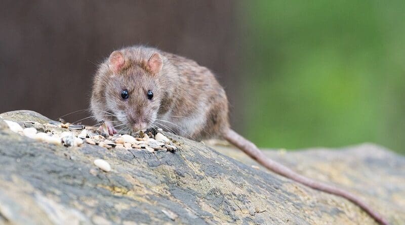 file photo rat