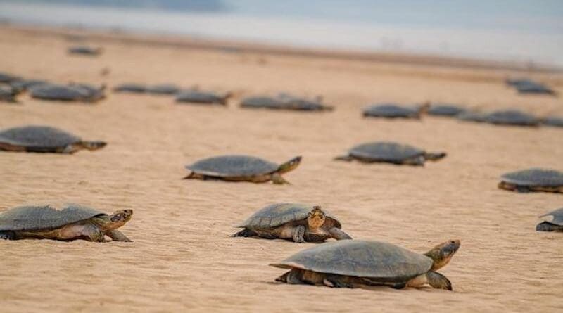 Giant South American River Turtles along the Amazon's Guarpore River. CREDIT: Omar Torrico, Wildlife Conservation Society