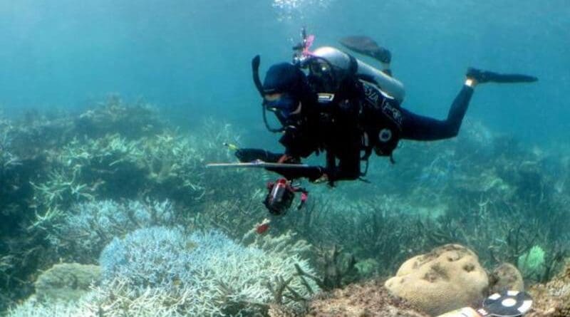 A diver collecting information CREDIT: Zoe Meziere