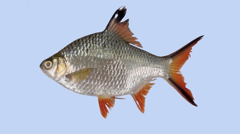 Photo of the confirmed Barbonymus schwanefeldii (tinfoil barb) specimen caught in Laguna de Bay in 2024. PHOTO: Mariko Aboganda