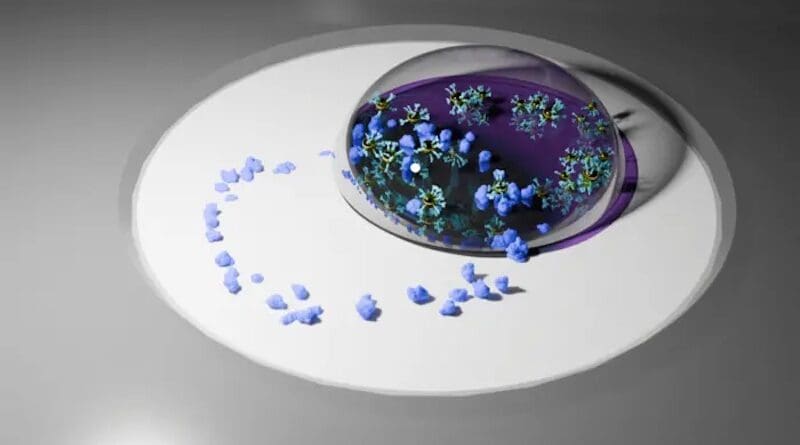 As a droplet of liquid evaporates, any particles suspended in the liquid will naturally migrate to the edge of the droplet, leaving behind a “coffee-ring” pattern when the liquid fully dries. UC Berkeley engineers used this natural phenomena to boost the sensitivity of diagnostic tests by pre-concentrating disease biomarkers into a ring pattern. This illustration shows a ring of disease biomarkers, in purple, interacting with a droplet of liquid that contains plasmonic nanoparticles. These plasmonic nanoparticles bind to the disease biomarkers and generate patterns of light that can be spotted by using an AI-powered smartphone app. CREDIT: Megan Teng/UC Berkeley