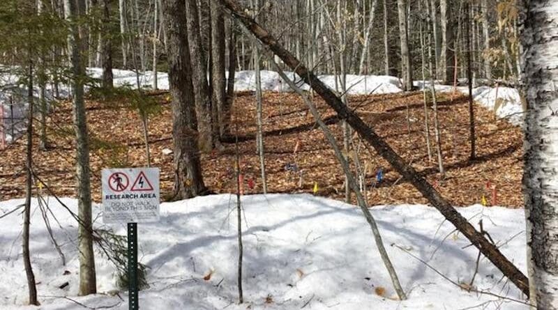 Each sectioned-off research area, like the one above, has 21 to 24 individual trees, with two-and-half miles of cable laid underneath the artificially heated zones. CREDIT: Photo courtesy of Pam Templer/BU
