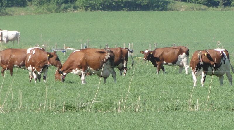 Grazing dairy cows. Image credit: Jarmo Juga