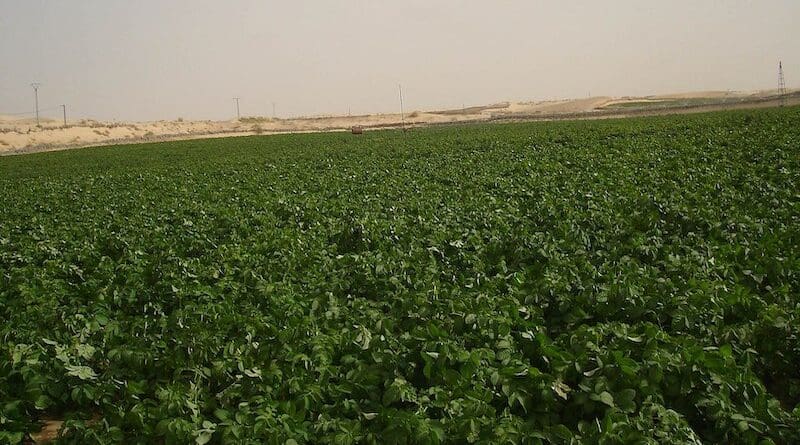 A center pivot irrigation potato field in Algeria. Photo Credit: IRRIGATIONDZ, Wikipedia Commons