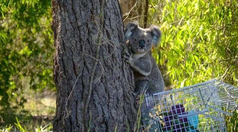 Many koalas in the University of Queensland study were successfully treated for Chlamydia before being released back into the wild. CREDIT: Currumbin Wildlife Hospital