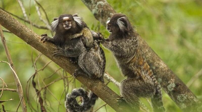 Could a baby’s still-growing brain help set the stage for learning language? Princeton neuroscientists find surprising clues from chatty monkeys who share the power of babble. CREDIT Francesco Veronesi, "Family of Common Marmoset", Flickr (2014). Licensed under CC BY-SA 2.0